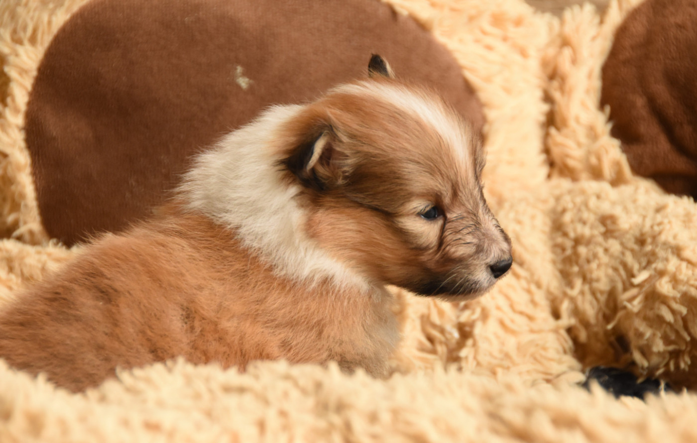 Chiot N°5