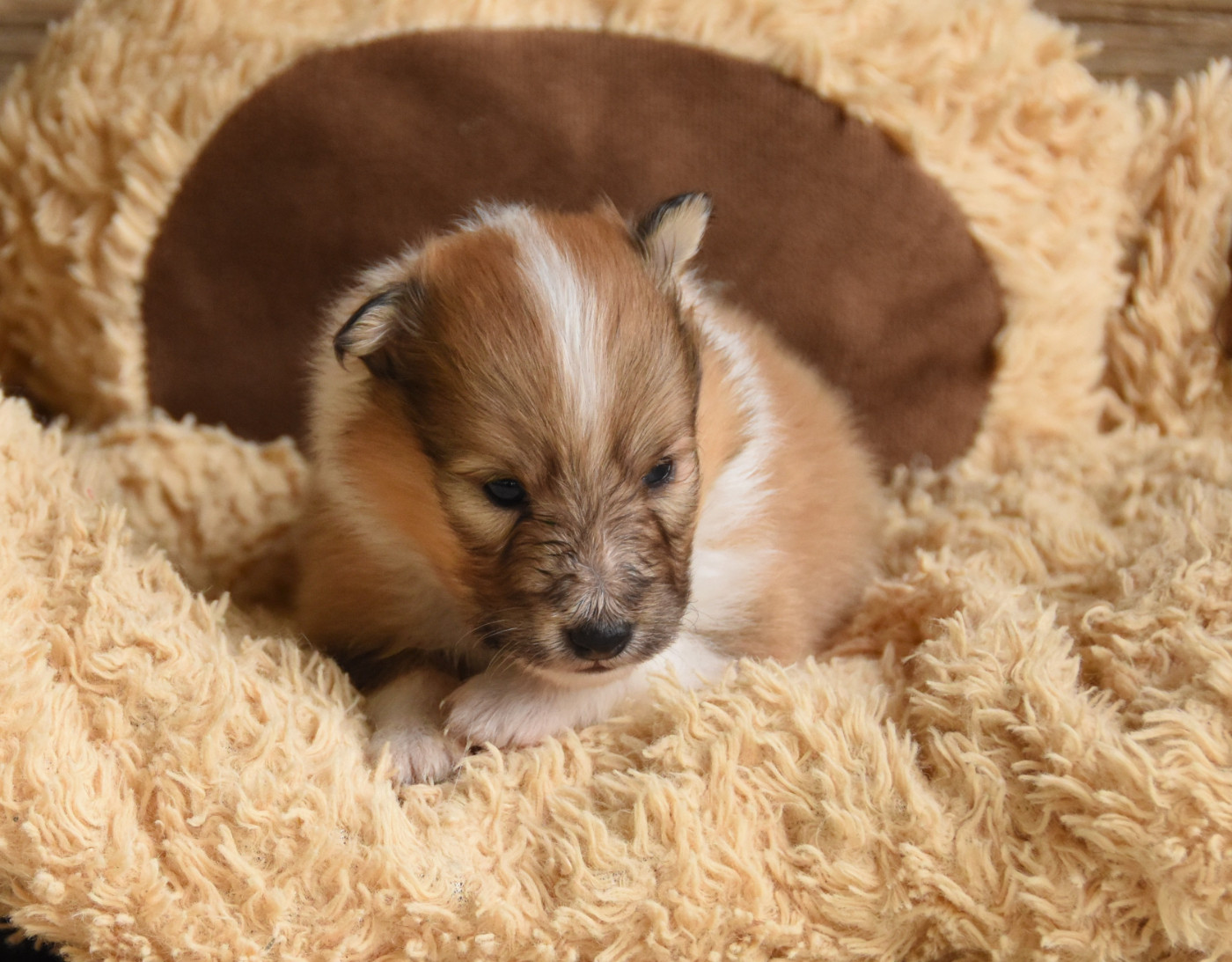 Chiot N°5