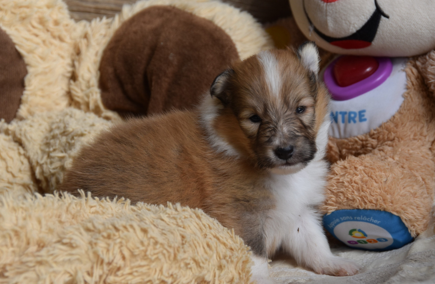 Chiot N°5