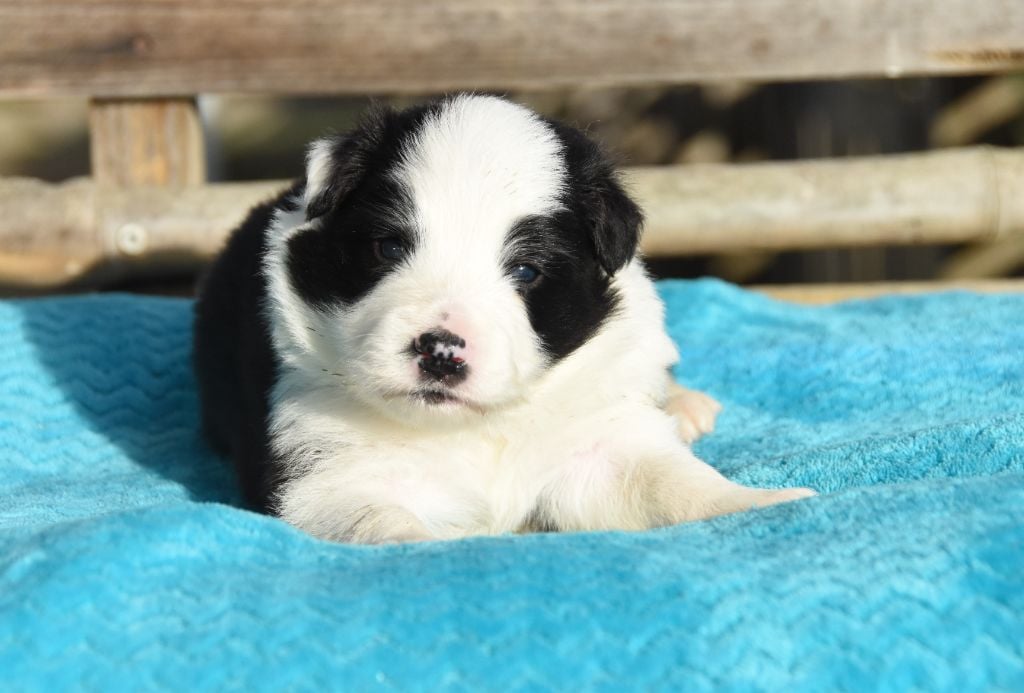 Border Collie - des Collines de Sagne