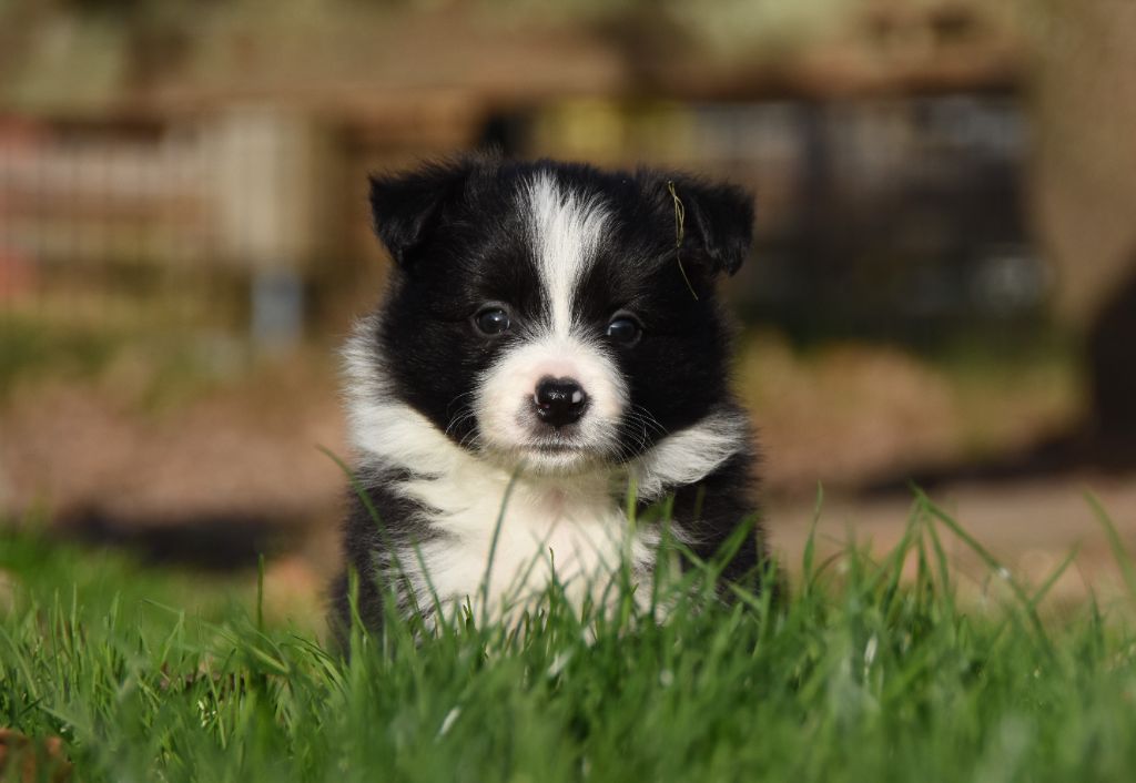 Border Collie - des Collines de Sagne