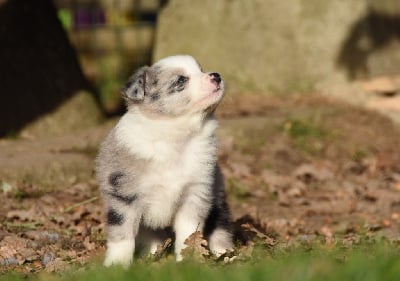 Les chiots de Border Collie