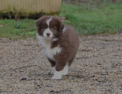 Les chiots de Border Collie
