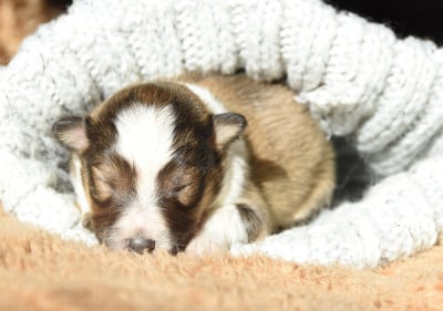 Les chiots de Shetland Sheepdog