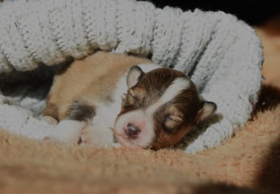 Les chiots de Shetland Sheepdog