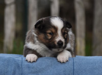 Les chiots de Shetland Sheepdog