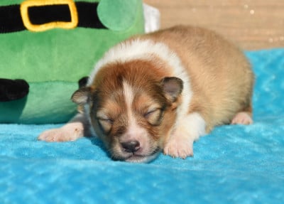 Les chiots de Shetland Sheepdog
