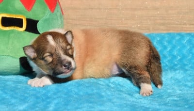 Les chiots de Shetland Sheepdog