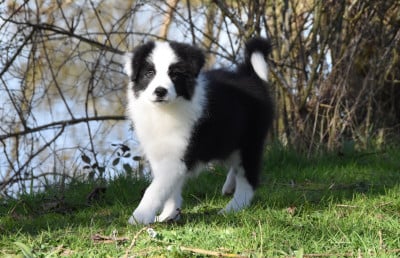 Les chiots de Border Collie