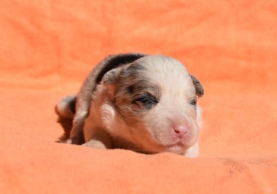 Les chiots de Border Collie