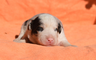 Les chiots de Border Collie
