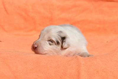 Les chiots de Border Collie