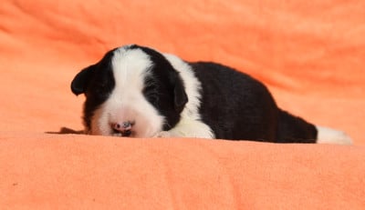 Les chiots de Border Collie
