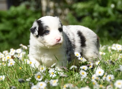 Les chiots de Border Collie