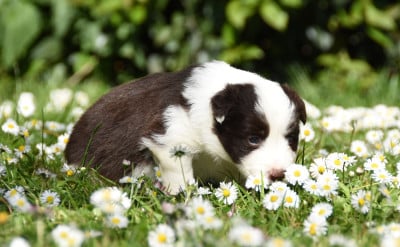 Les chiots de Border Collie