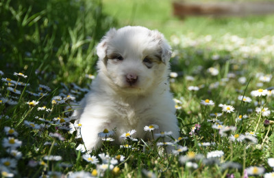 Les chiots de Border Collie