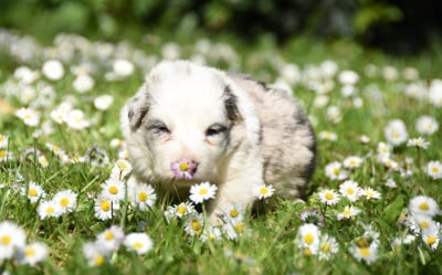 Les chiots de Border Collie