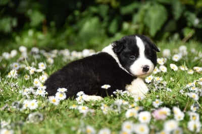 Les chiots de Border Collie