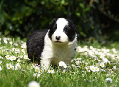 Les chiots de Border Collie