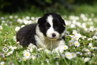 Les chiots de Border Collie