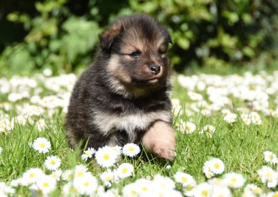 Les chiots de Chien finnois de Laponie