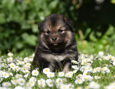 Les chiots de Chien finnois de Laponie