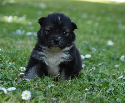 Les chiots de Chien finnois de Laponie