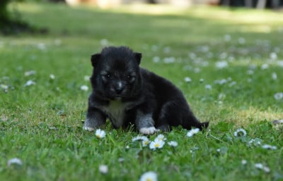 Les chiots de Chien finnois de Laponie