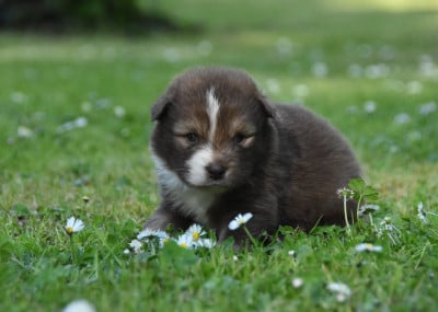 Les chiots de Chien finnois de Laponie
