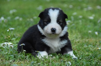 Les chiots de Chien finnois de Laponie