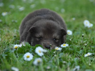 Les chiots de Chien finnois de Laponie