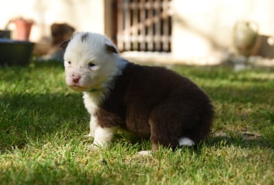Les chiots de Chien finnois de Laponie