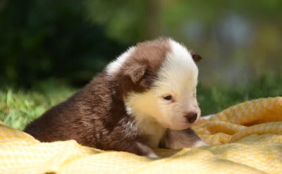 Les chiots de Chien finnois de Laponie