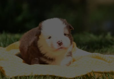 Les chiots de Chien finnois de Laponie