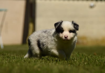 Les chiots de Border Collie