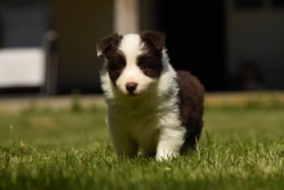 Les chiots de Border Collie