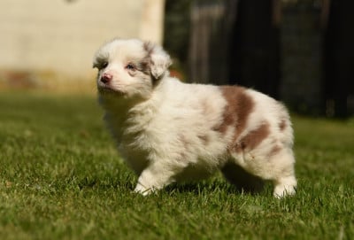 Les chiots de Border Collie