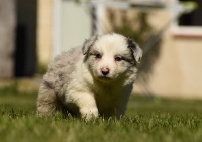 Les chiots de Border Collie