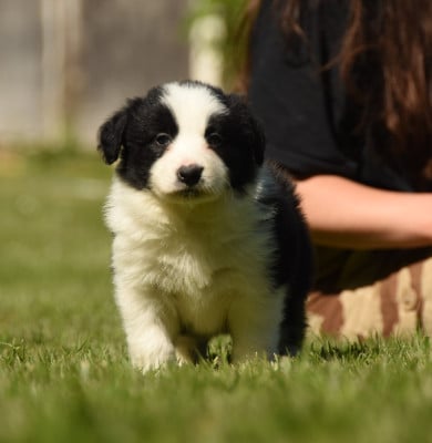 Les chiots de Border Collie