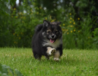 Les chiots de Chien finnois de Laponie