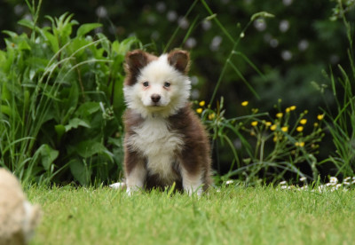 Les chiots de Chien finnois de Laponie
