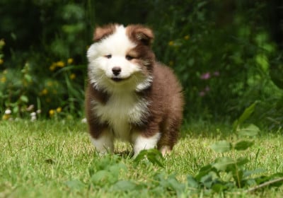 Les chiots de Chien finnois de Laponie