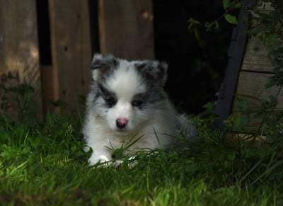 Les chiots de Border Collie