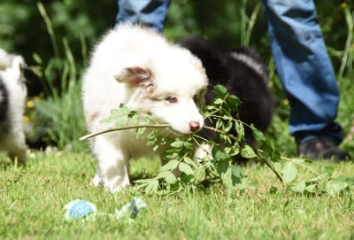 Les chiots de Border Collie