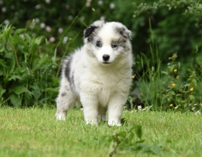 Les chiots de Border Collie