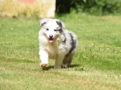 Les chiots de Border Collie