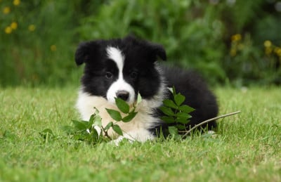 Les chiots de Border Collie