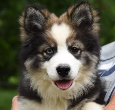 Les chiots de Chien finnois de Laponie