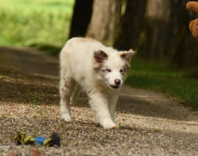 Les chiots de Border Collie