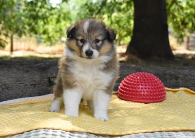 Les chiots de Shetland Sheepdog